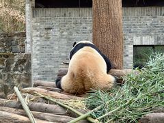 -都江堰中华大熊猫苑