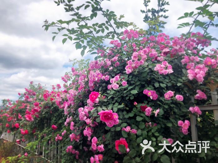 蒂禾玫瑰园图片 第12张