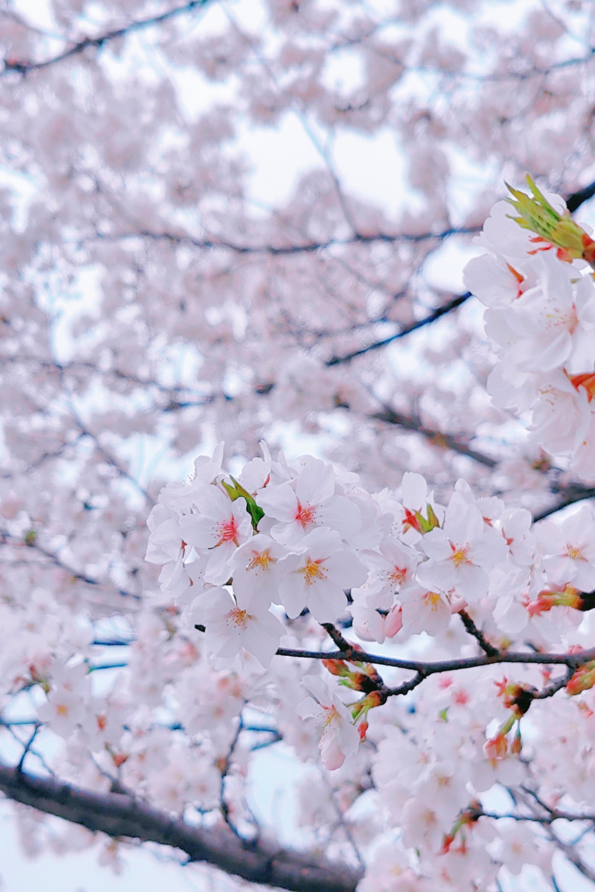 长沙月湖公园樱花图片