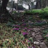 最近很火的小众打卡圣地🌟废墟之上仍有浪漫重生🌹