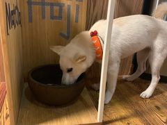 -柴务处·柴犬主题狗咖