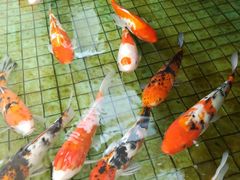 -海天一色海景自助餐厅(西港花园店)