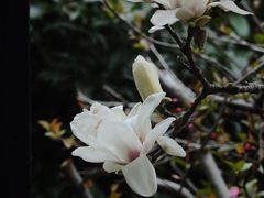 -皇罗禅寺