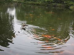 -西湖外事游船(花港观鱼码头)