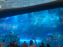 -迪拜水族馆及水下动物园
