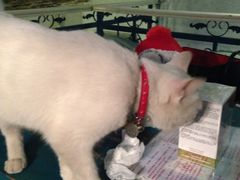 iphone_upload_pic-Sirena海妖日咖夜酒