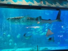 -烟台海昌鲸鲨海洋公园