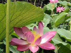 -莲花池公园