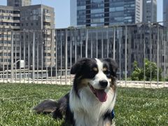 -百好乐宠物友好餐厅(朝外大街店)