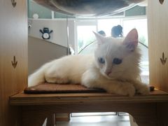 -飞行喵MR PILOT|猫舍·猫咖(静安大融城店)