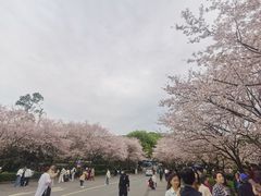 -武汉大学-樱园
