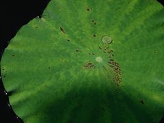 -扬州大运河文化旅游度假区·盆景园