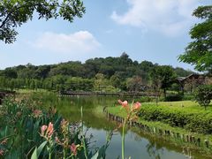 -王借岗森林公园