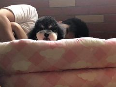 -PETKIT小佩宠物(古北店)