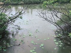 -翠湖国家城市湿地公园