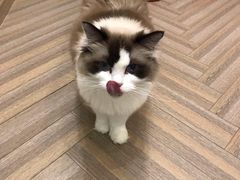 -酷豆宠物咖啡·宠物美食·撸猫馆