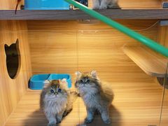 -猫十亿·布偶金渐层·曼基康矮脚猫舍(青年路店)