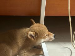 -博特宠物医院24h犬猫全科.骨科·异宠