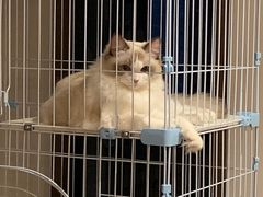 -Bastet sally猫舍购宠(静安店)