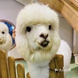 上海超级热门的人气宠物儿童乐园🎠