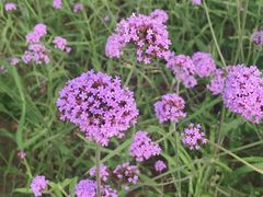 -北戴河圣蓝海洋公园