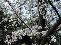 -西安青龙寺遗址景区