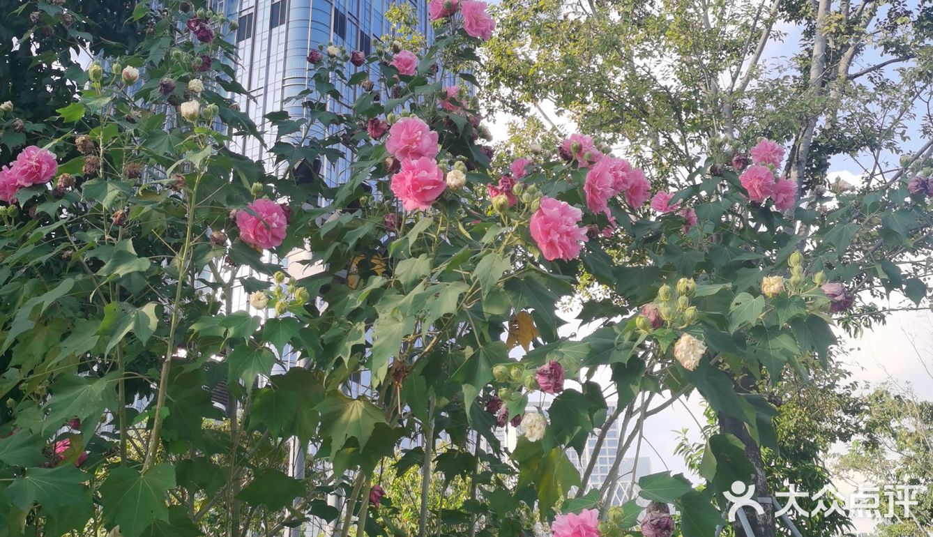 神奇的木芙蓉也叫三色花