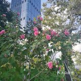 神奇的木芙蓉也叫三色花