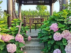 -樂桃源奉贤黄桃种植采摘基地