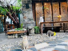 -喵屿·大理花园猫咖