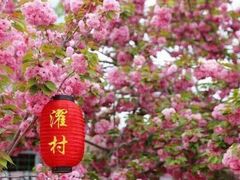 -莱阳濯村樱花园