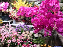 -秦美花卉(天朗·莱茵小城2期店)