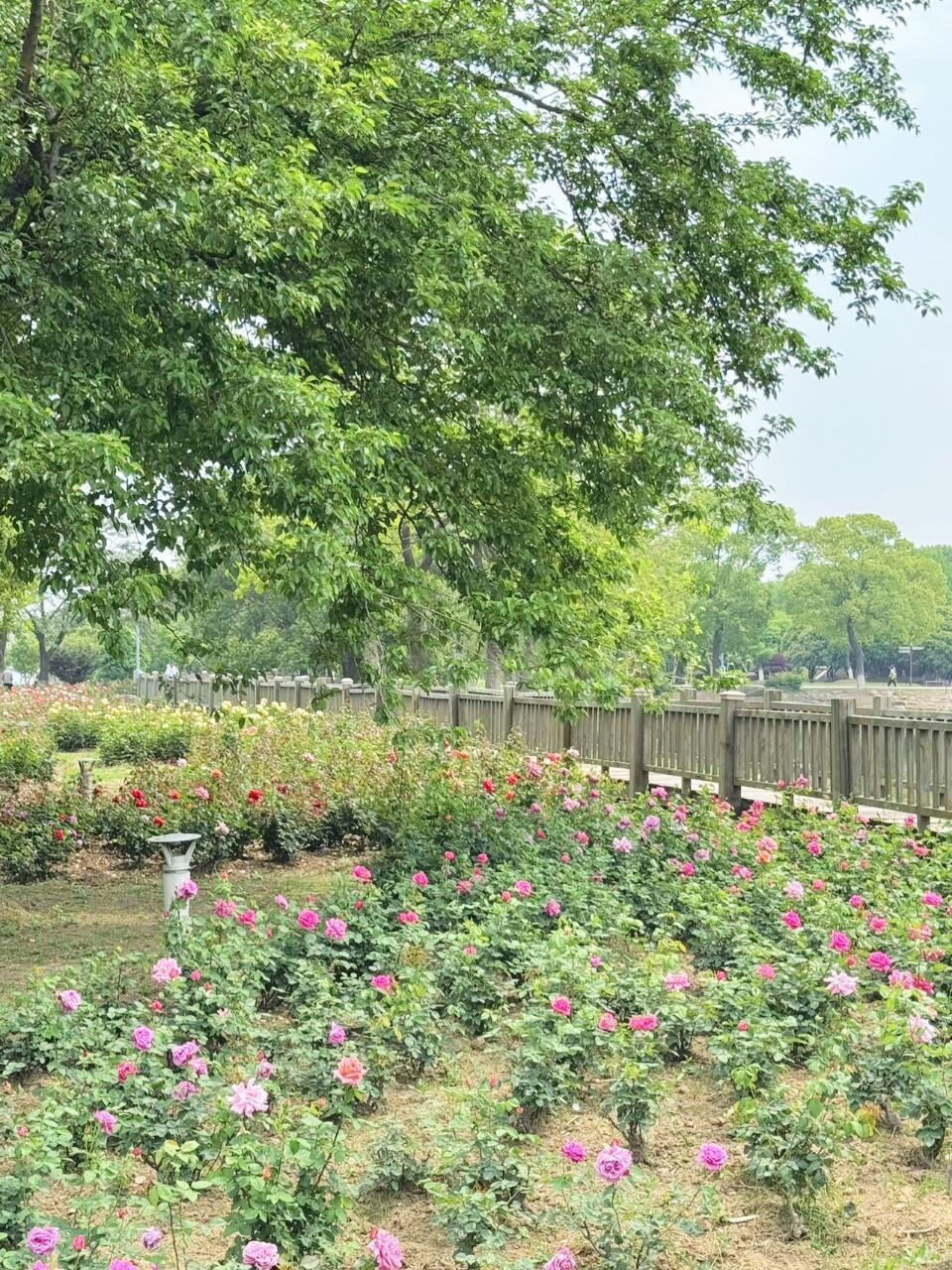 盛泽湖月季园太好拍啦