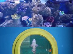 -重庆欢乐海底世界