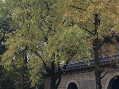 -灵谷景区