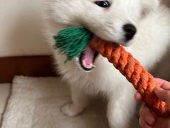 -pd派德宠物中心医院24H急重症·眼科中心·血液透析中心(嵩山北路店)