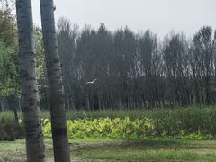 -东郊湿地公园