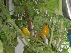 -阳光100芒果城
