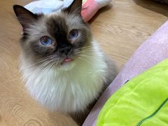 -1013 PET SHOP精品宠物商店(丁香店)
