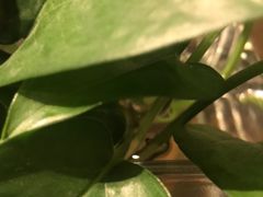 -北京张一元茶庄(黑龙江省旗舰店)