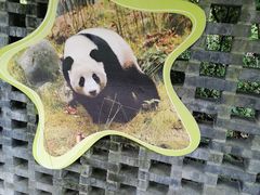 -都江堰中华大熊猫苑