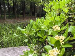 -昆山城市生态森林公园