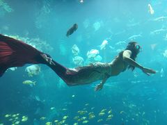 -海棠湾洲际-涛·海底餐厅·美人鱼·自助餐·海底隧道