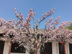 -樱花山风景区