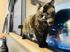 -喵园·猫主题咖啡厅·撸猫·猫咖(国贸店)