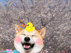 -秀丽东方