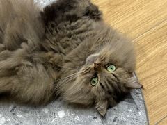 -米乐乖乖猫咪咖啡馆·猫咖(深圳湾后海汇店)