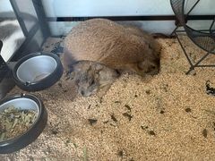 -有猫主题·治愈系猫咖(曾厝垵店)