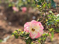 -松山湖梦幻百花洲