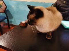 -猫小院猫主题咖啡厅(北锣店)